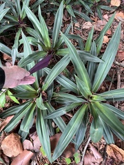 Tradescantia spathacea