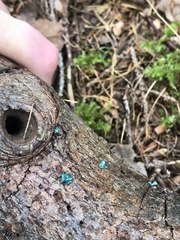 Chlorociboria aeruginascens