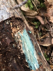 Chlorociboria aeruginascens
