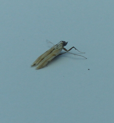 Culladia cuneiferellus
