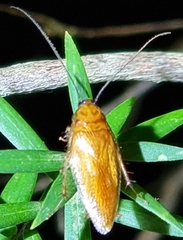 Ellipsidion humerale