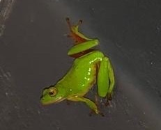 Hyperolius tuberilinguis