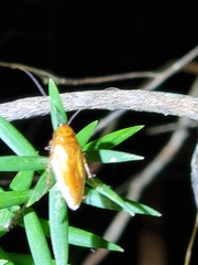 Ellipsidion humerale