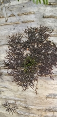 Frullania eboracensis