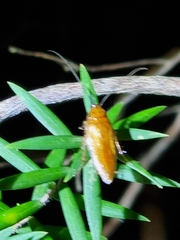 Ellipsidion humerale