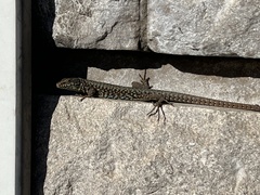 Podarcis muralis
