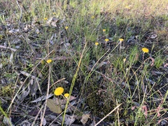 Leptorhynchos squamatus