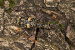 Rhagium fasciculatum