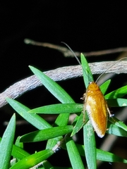Ellipsidion humerale