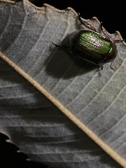 Anoplognathus multiseriatus