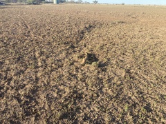 Varanus panoptes panoptes