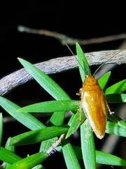Ellipsidion humerale