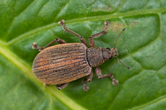 Polydrusus mollis