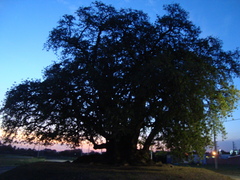 Phytolacca dioica