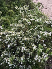 Styphelia mutica