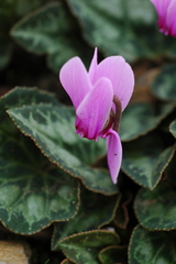 Cyclamen graecum graecum