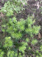 Leptecophylla juniperina