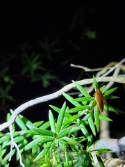 Ellipsidion humerale