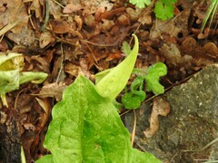 Arum cylindraceum