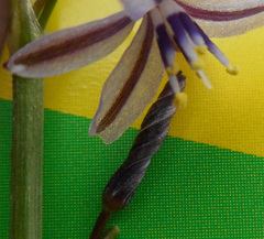 Caesia parviflora vittata