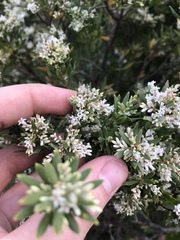 Styphelia mutica