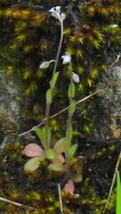 Myosotis ramosissima