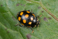 Ceratomegilla schneideri