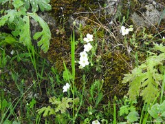 Arenaria montana