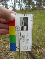 Caesia parviflora vittata