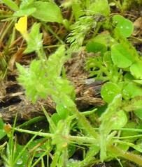 Ornithopus compressus