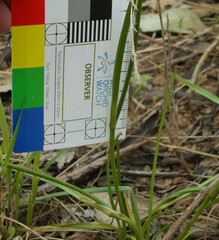 Caesia parviflora vittata