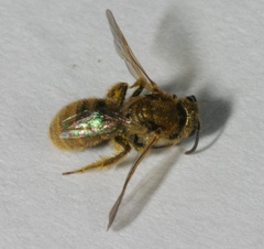 Lasioglossum pilosum