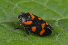 Cercopis intermedia