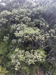 Styphelia mutica