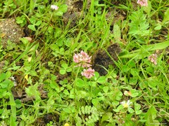 Ornithopus compressus