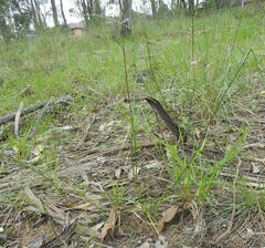 Caesia parviflora vittata