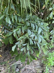 Caryota mitis