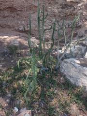 Austrocylindropuntia subulata