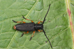 Phytoecia affinis boeberi