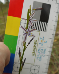 Caesia parviflora vittata