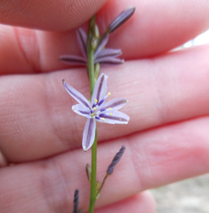 Caesia parviflora vittata