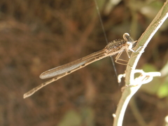 Sympecma fusca