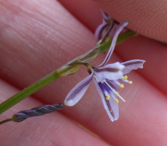 Caesia parviflora vittata