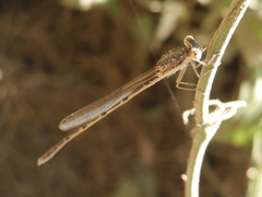 Sympecma fusca