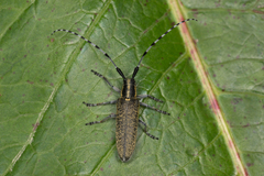 Agapanthia villosoviridescens