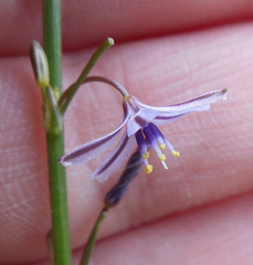 Caesia parviflora vittata