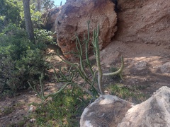 Austrocylindropuntia subulata