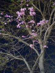 Handroanthus heptaphyllus