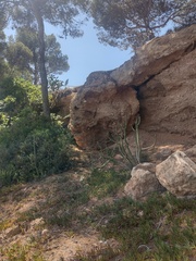 Austrocylindropuntia subulata