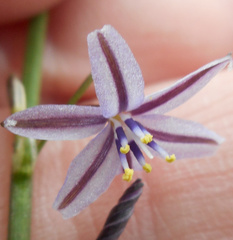 Caesia parviflora vittata